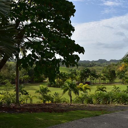 Hotel Hacienda Agroturistico Vista Hermosa Camuy Kültér fotó